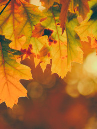 sélection-automne